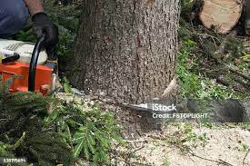 How Our Tree Care Process Works  in  French Island, WI